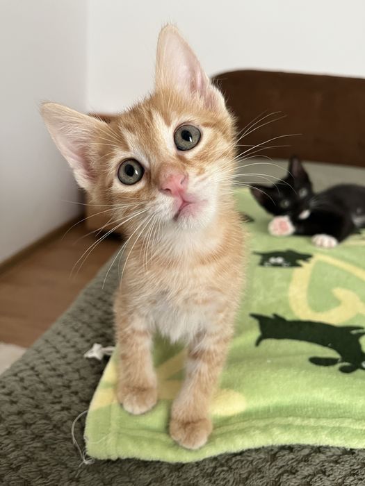 Adoptie pisici 2 luni
