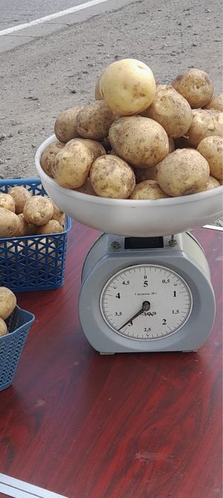 Молодой картофель