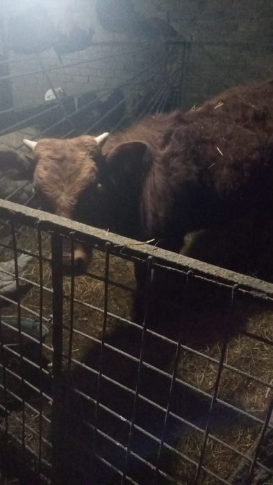 Продам бычка ,,,