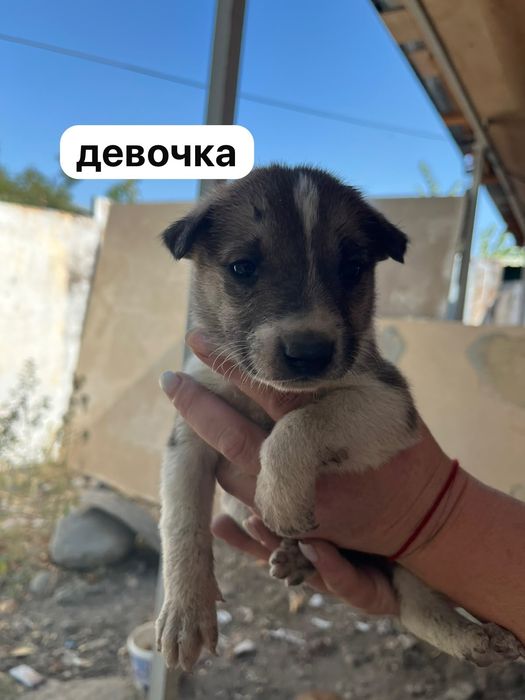 Отдадим щенков в хорошие руки