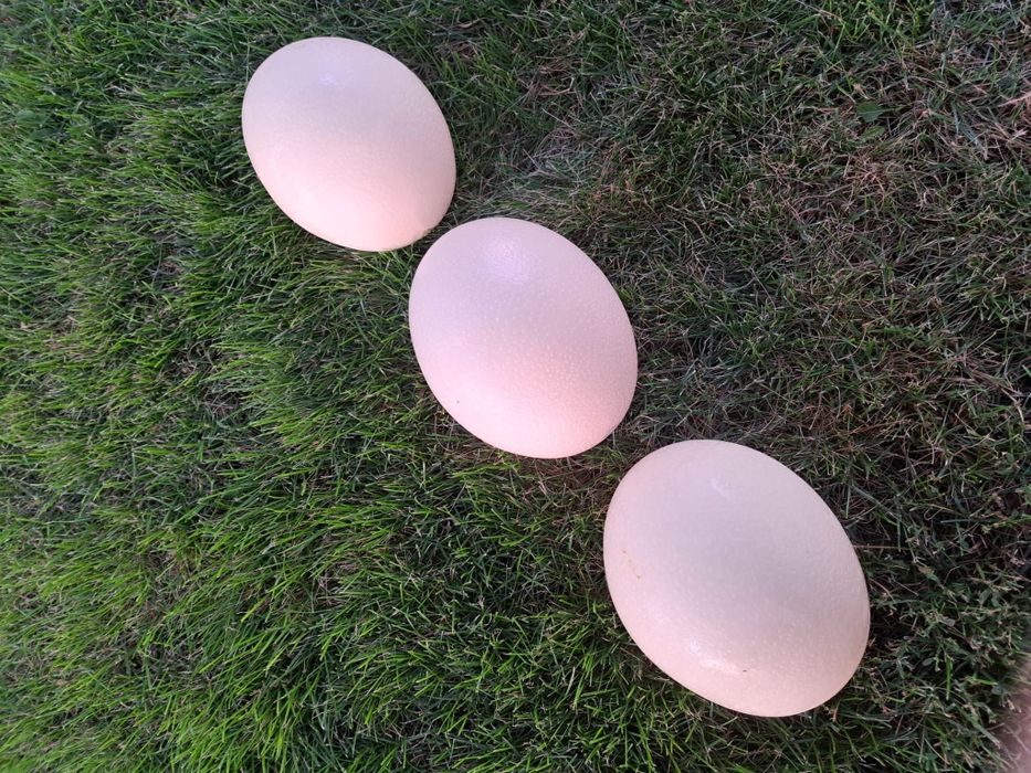 Vând ouă de struț proaspete, nefecundate