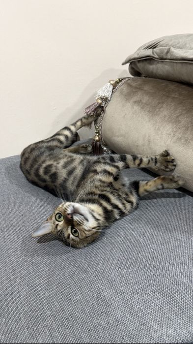 Bengal mushugi 1 yosh, qiz bola