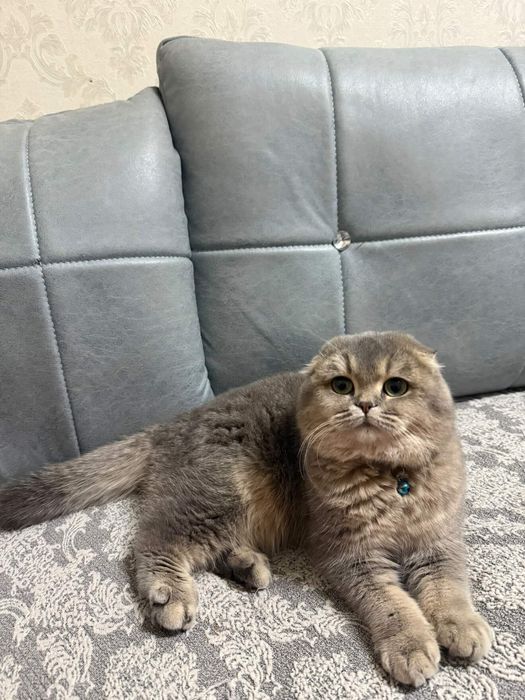 Skotish fold og'il bola