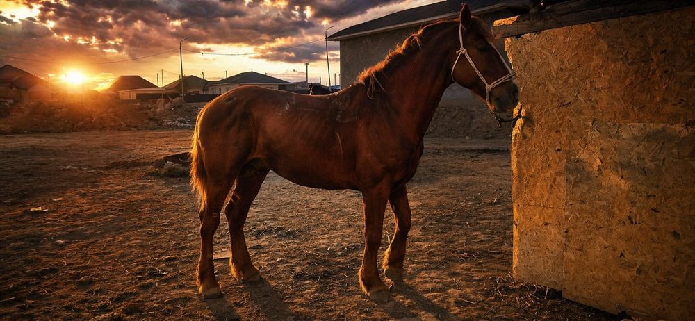 Айғыр. Жеребец. Жылқы