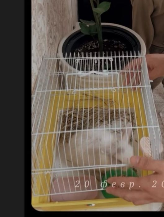 Продам белова  Кролика