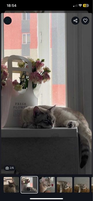 отдам кота в добрые руки