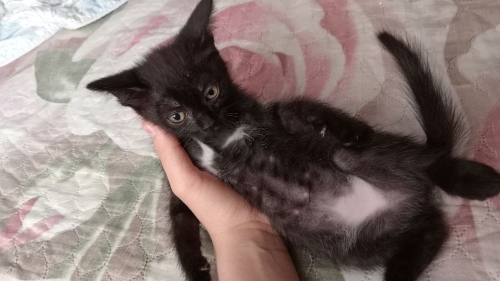Котята сибирской кошки