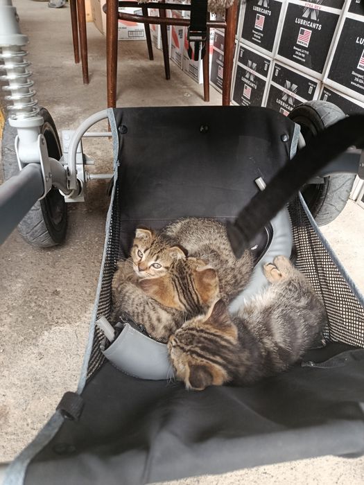котенок скоттиш страйт