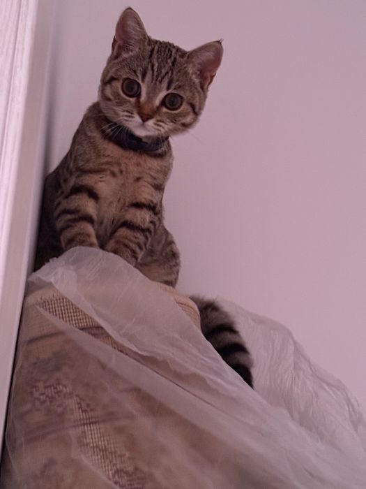 Кошку в добрые руки