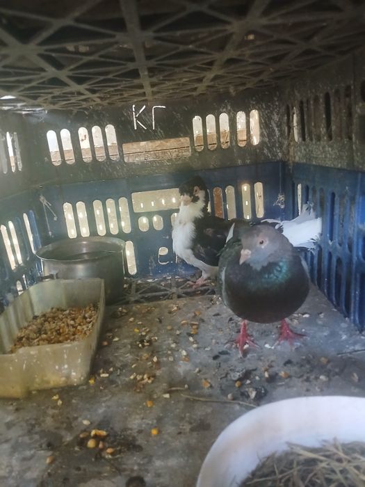 Vánd porumbei  voiajori  puii  urgent