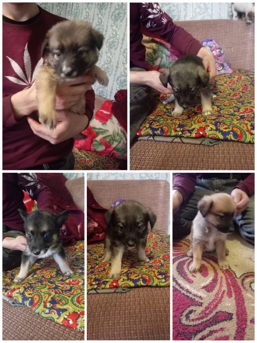 Отдадим щенков в хорошие руки