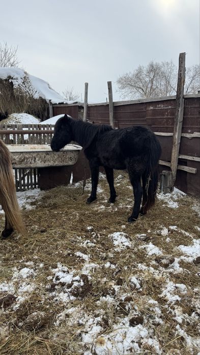 Продам кобылка 1,5 тай ұрғашы