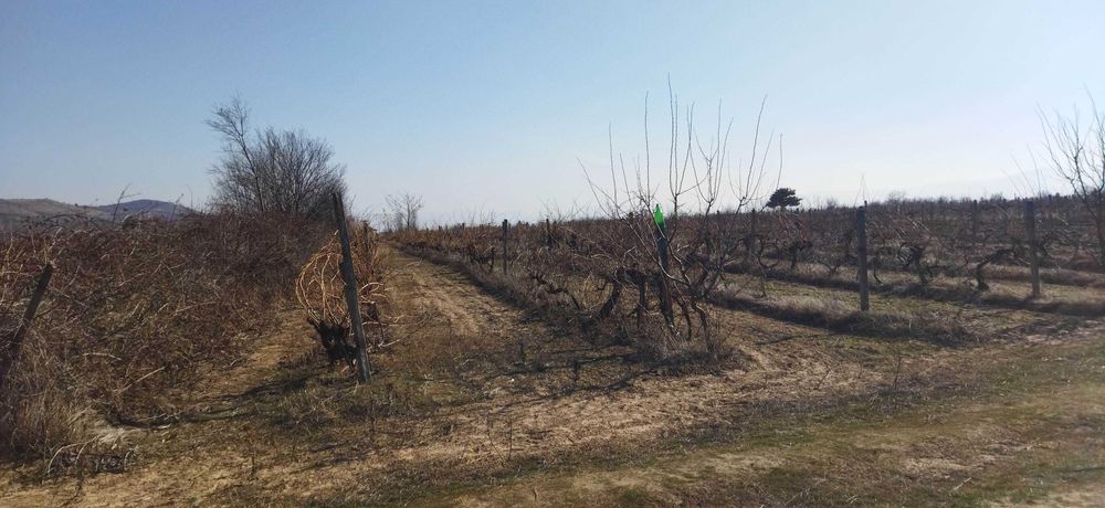 Продава се Земеделски имот в с. Цалапица, Област Пловдив -  кв.м за 3060 €/дка - Снимка #5