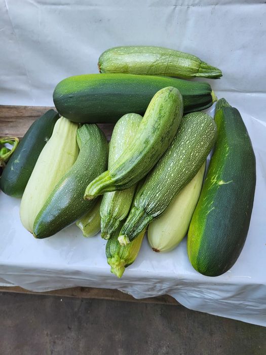 Продам кабачки домашние