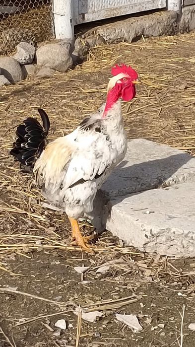 Продаю молодого петуха.