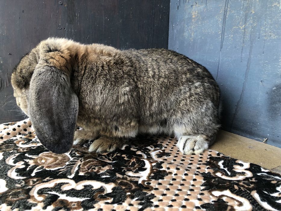 Vand Iepuri Berbec Grrman