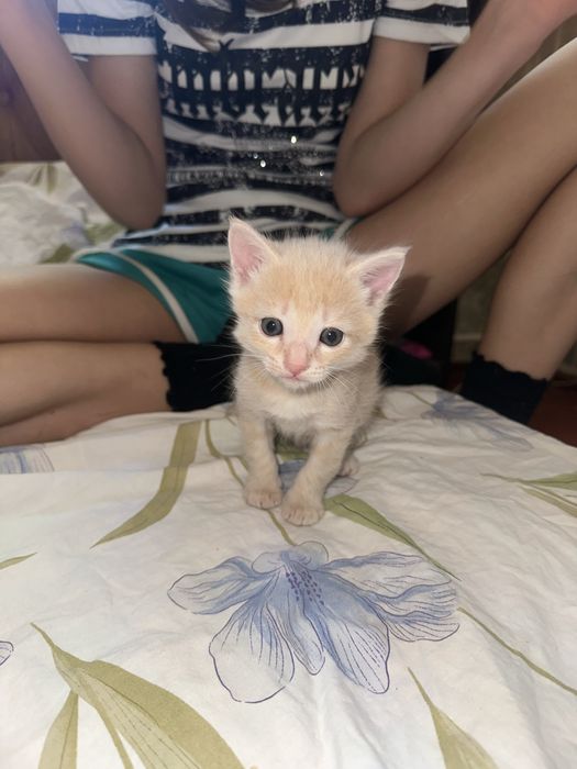Отдаю котят в хорошие руки