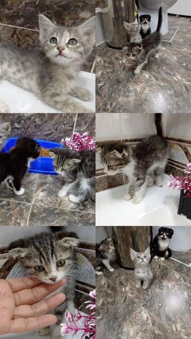 Сотилади виславуха ва Уй мушуги