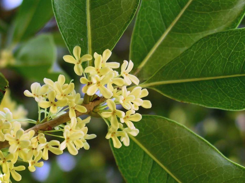 Euonimus eleagnus  Photinia vesnic verde