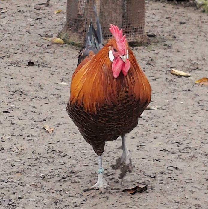 Pasari de rasa brakel