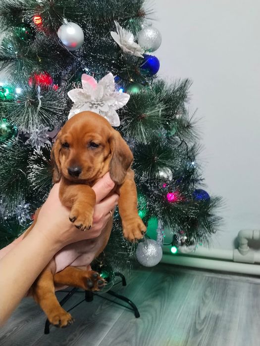 Щенки Таксы девочки