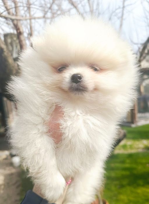 Померан, мини померан