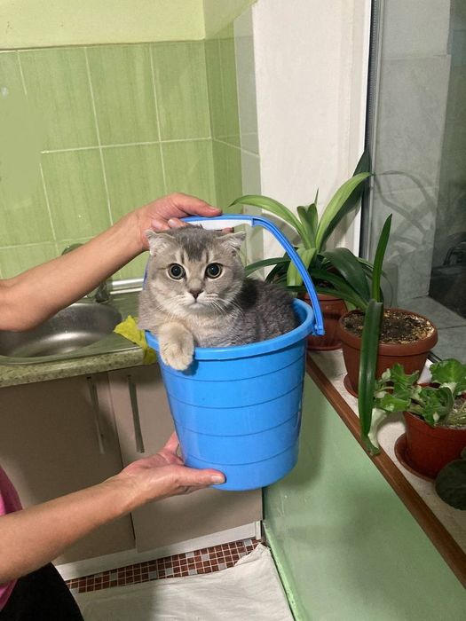 Кот на вязку вислоухий шатландец метис с шиншилой