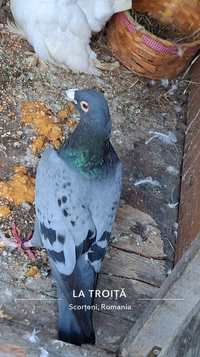 Salut vand porumbei de toate rasă