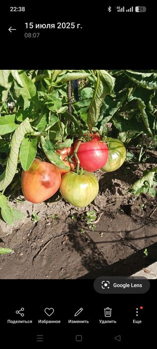 Продаю семена помидор,