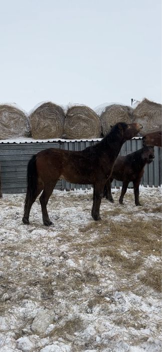 Жеребцы Кушумской породы