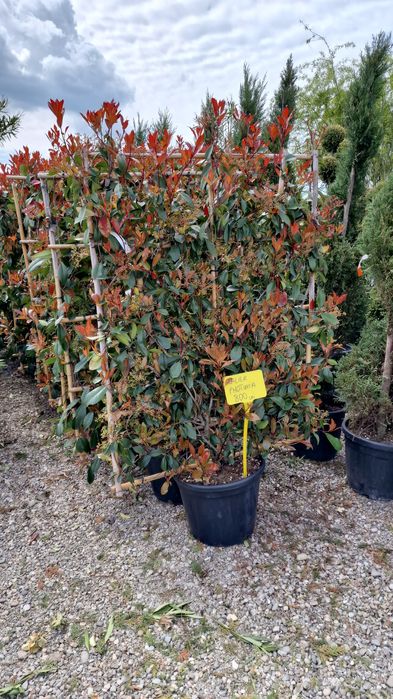 Vand photinia spalier mai multe dimensiuni