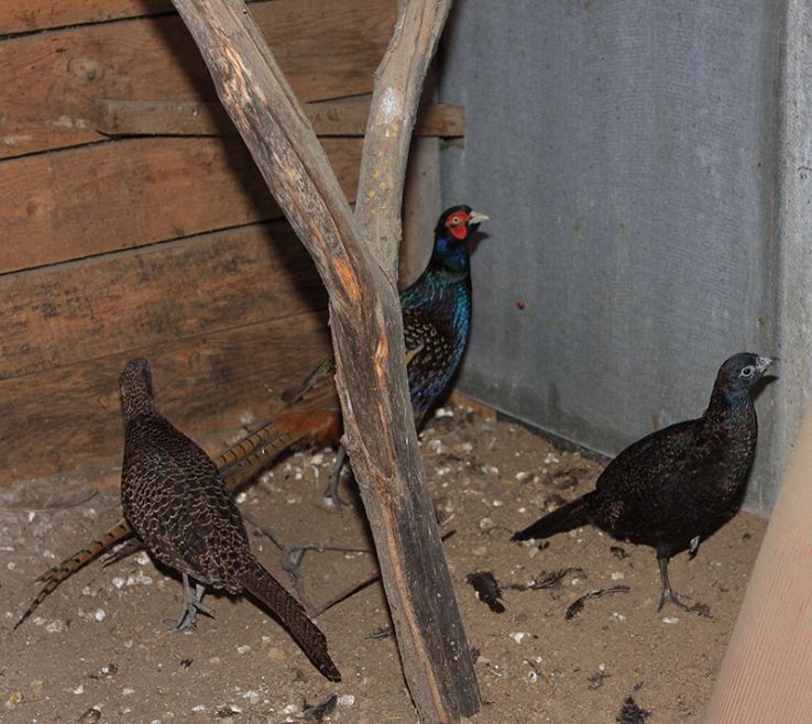 3 пары Румынских фазанов