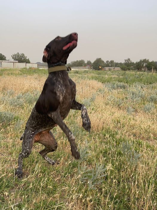 Курцхар , девочка