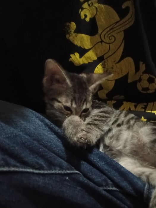 Котёнок мальчик 4 месяца в добрые руки