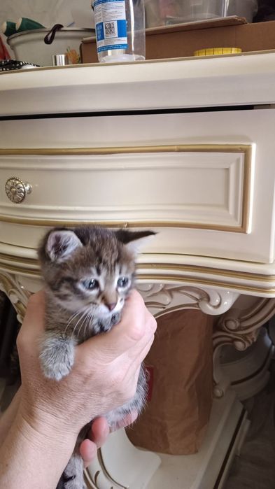 Отдам котят в добрые руки.