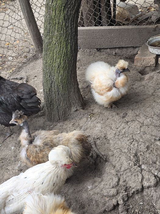 Vând găini de matase si australorp
