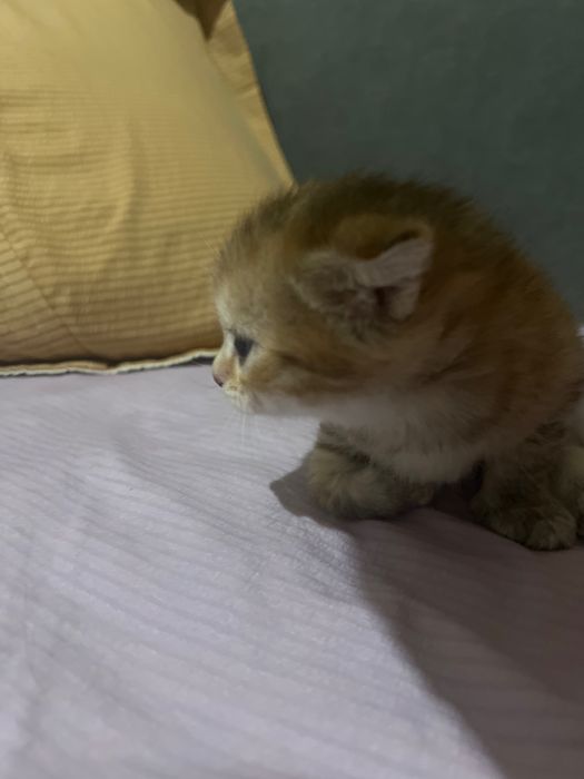 Продам милого котёнка