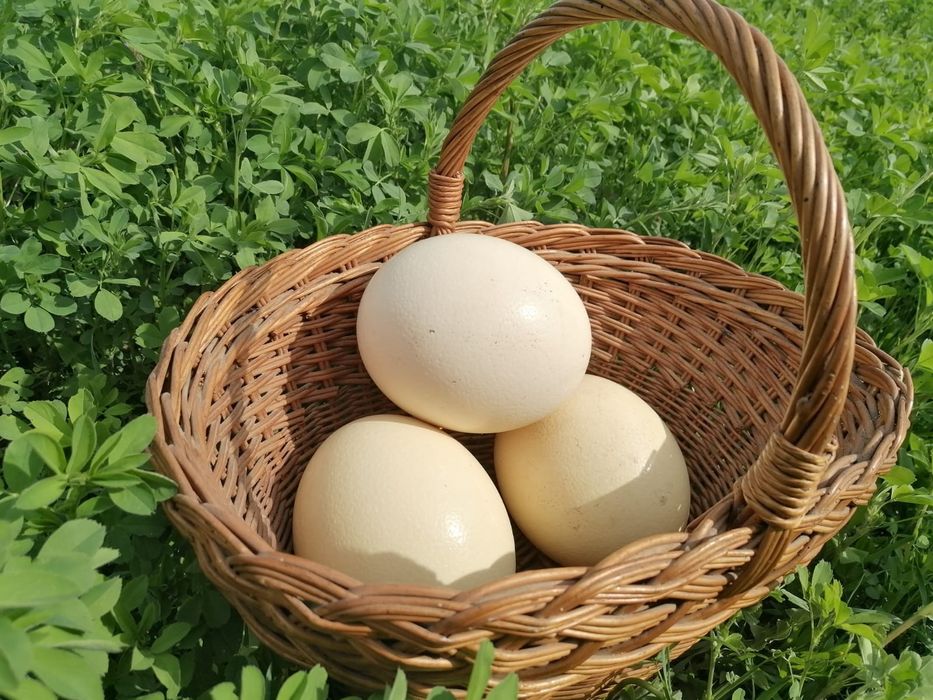 Ouă de struț de vînzare și pui de vînzare