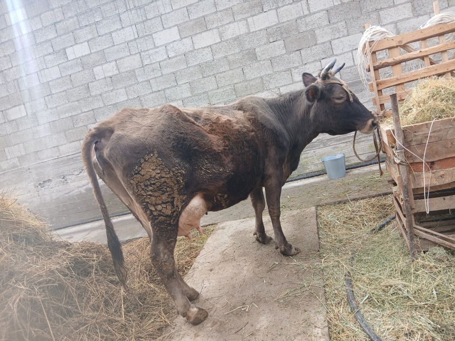 Продам доиную коров. С теленком