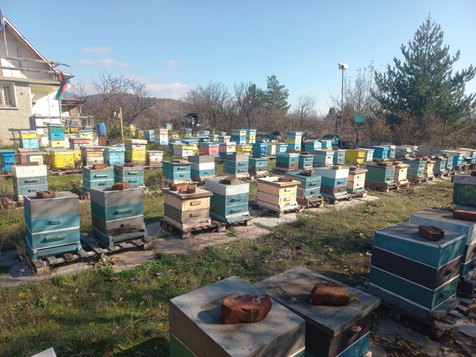 Записвам за пчелни отводки