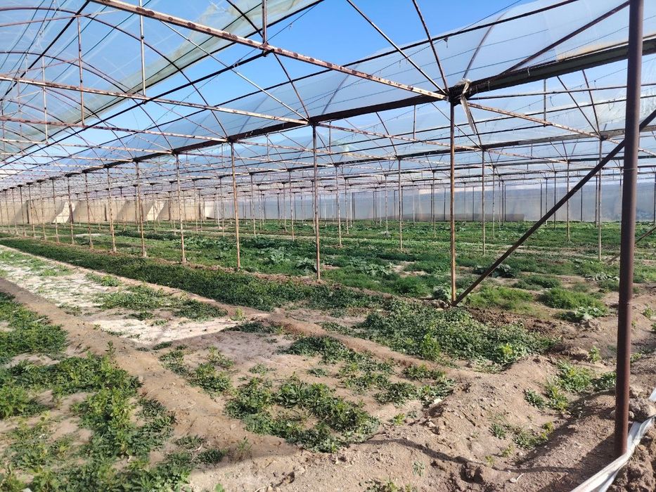 Issiqhona ijaraga beriladi