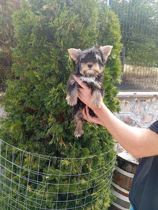 Йоркширски териер