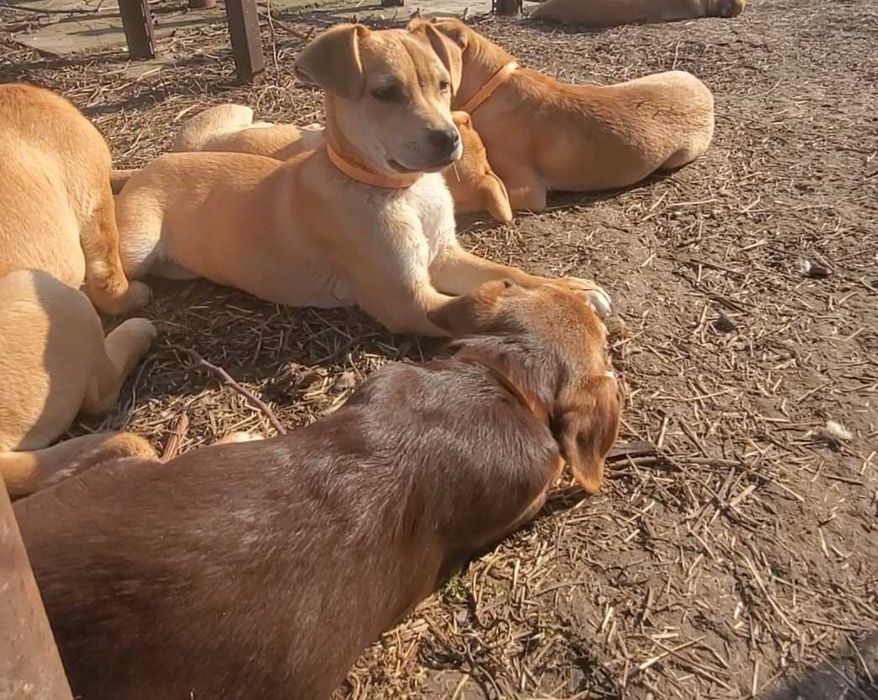 Pui de Cățel – 4 Luni – Sănătoși