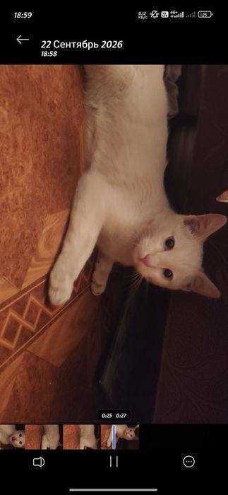 Нашли кота ,белый мальчик