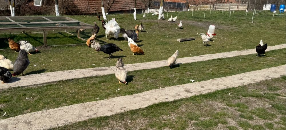 Vând ouă proaspete  de la găini crescute libere în livadă