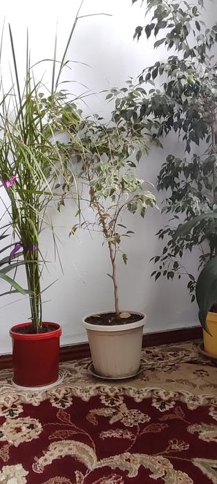 Домашние цветы 2 шт