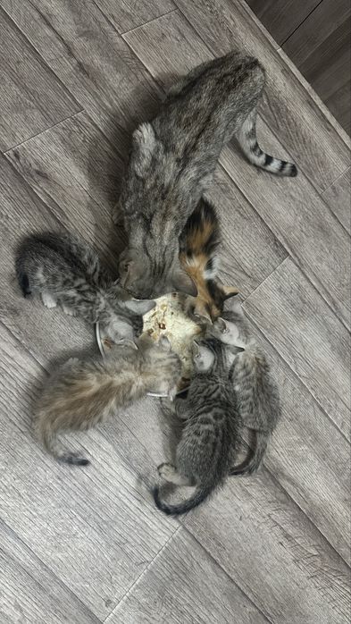 Котята полубенгалы