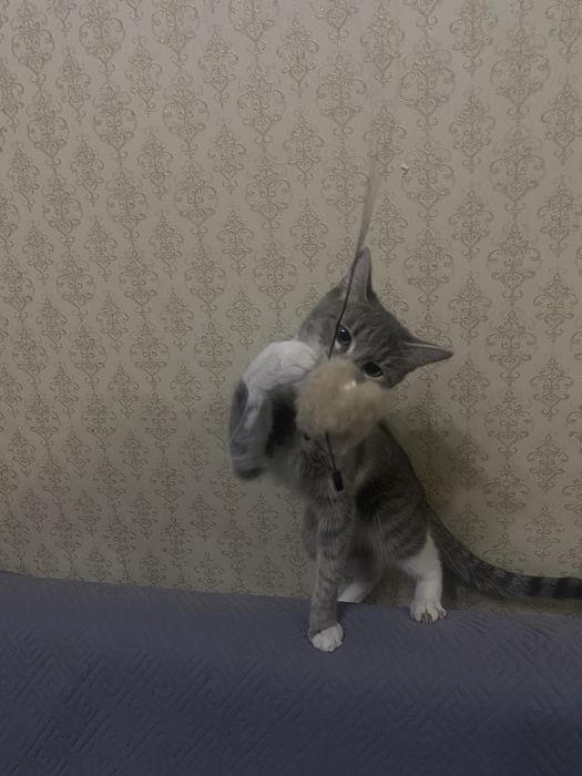 Отдам в добрые руки