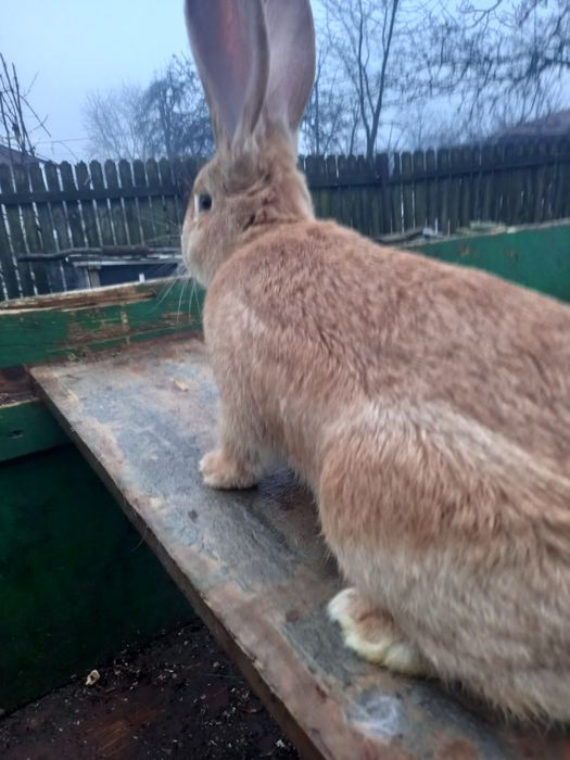 Mascul urias german galben disponibil