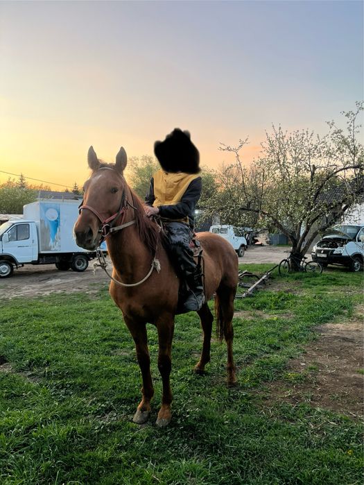 Кровленый донен